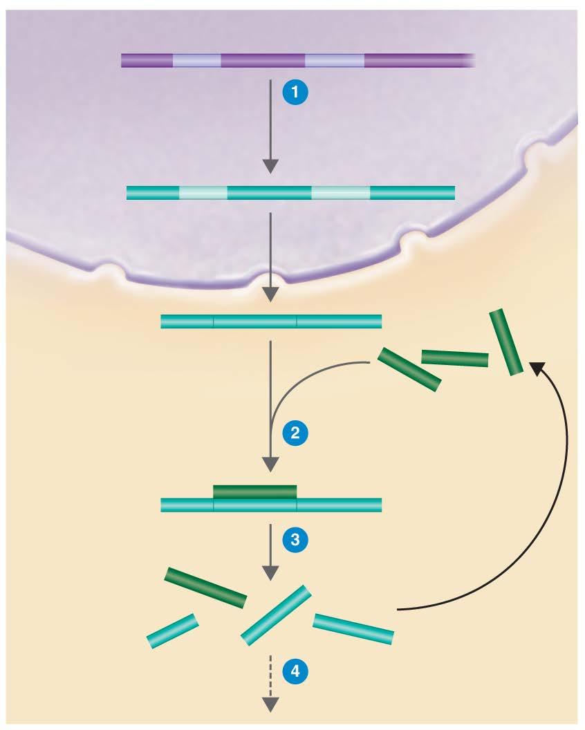 Figure 9.14 Gene silencing could provide treatments for a wide range of diseases.
