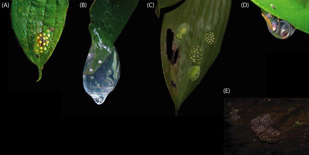 FIGURE 2. Egg deposition sites in Centrolenidae. Type A: On the anterior part of upper side of leaves (e.g., Centrolene bacatum, photo by JMG). Type B: On the tip of upper side of leaves (e.g., Nymphargus wileyi, photo by JMG).