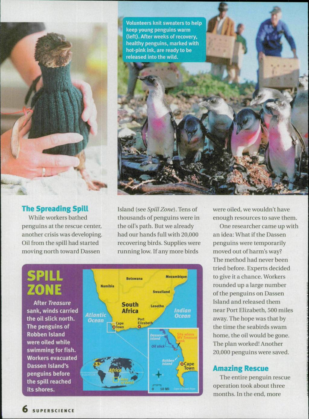 Volunteers knit sweaters to help keep young penguins warm (left). After weeks of recovery, healthy penguins, marked with hot-pink ink, are ready to be released into the wild.