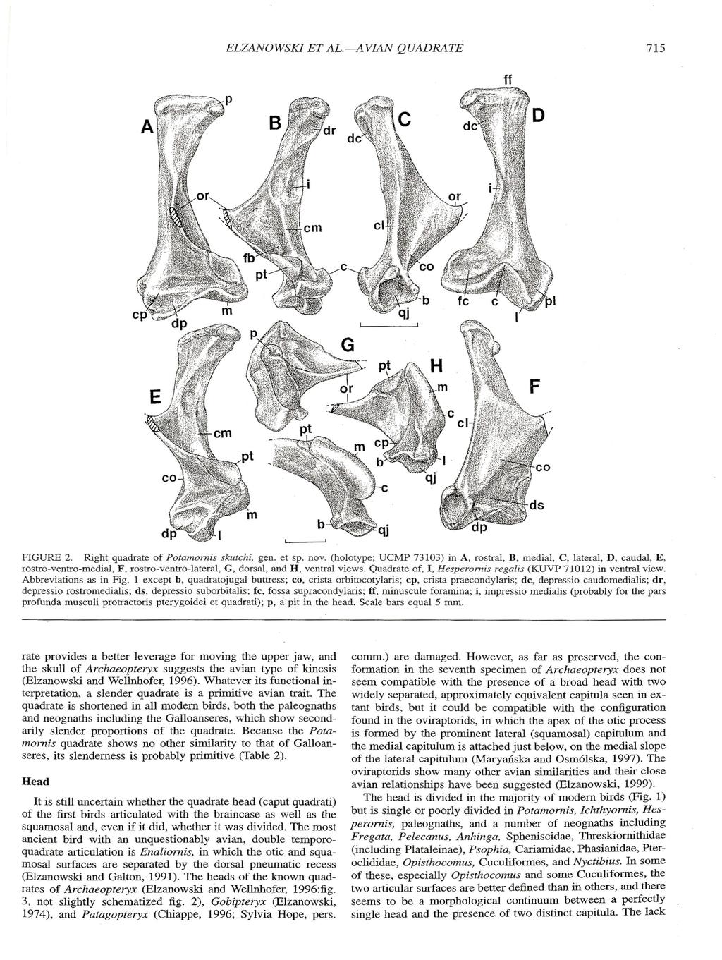 ELZANOWSKI ET AL.-A VIAN QUADRATE 715 ff FIGURE 2. Right quadrate of Potamornis skutchi, gen. et sp.