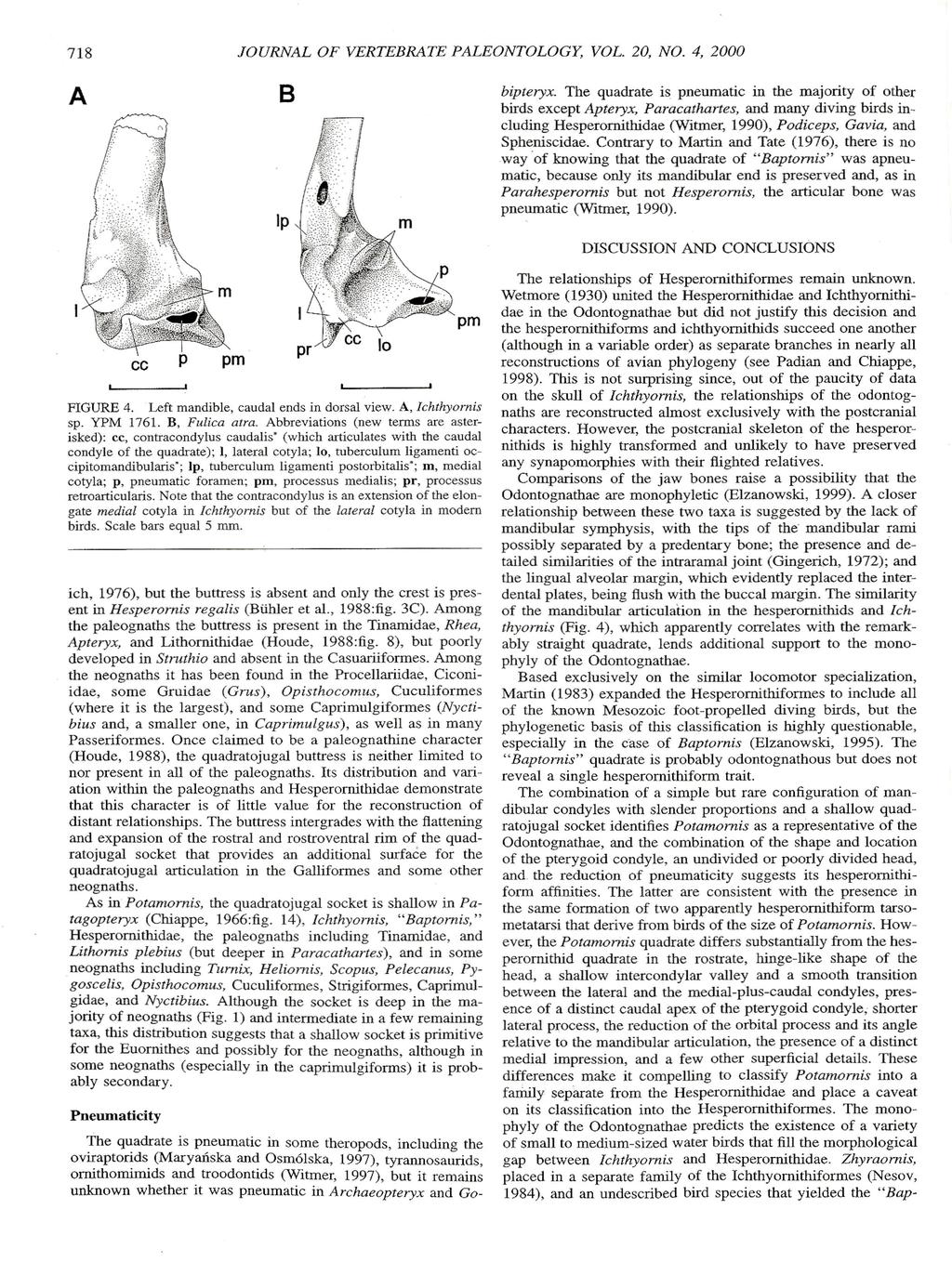 718 JOURNAL A 8 OF VERTEBRATE PALEONTOLOGY, VOL. 20, NO. 4, 2000 bipteryx.