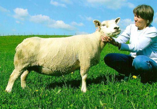 Growing the Gene By Kristin Pike Pool Raising a specialty breed, like Texel sheep, can be challenging and tricky when it comes to broadening and diversifying genetics.