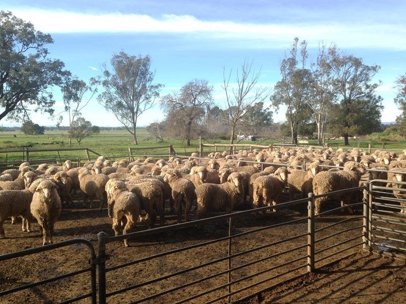 quality of the pasture was gradually declining (going to seed) by the time the lambs were processed as one draft in December.