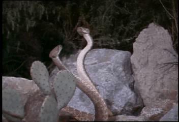 Video: Snake
