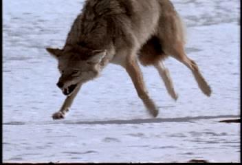 Video: Wolves