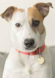 SHELTER HAPPY TAILS FROM PUERTO RICO TO THE EAST BAY When Cali (formerly Pupusa), a 2-year-old Border Collie mix at the East Bay SPCA Oakland Adoption Center found her forever home last November,