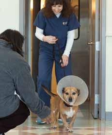 But the staff assured me he would be OK. Everybody was very nice at the center. And Ziggy has been doing much better since his surgery. He seems a lot mellower and calmer, Angela said.