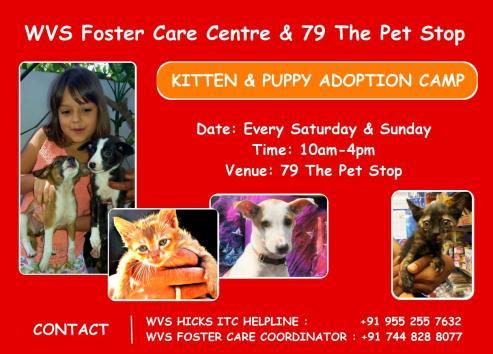 WVS Hicks Foster Care Centre and 79 The Pet Stop have teamed up to host regular Puppy and Kitten Adoption