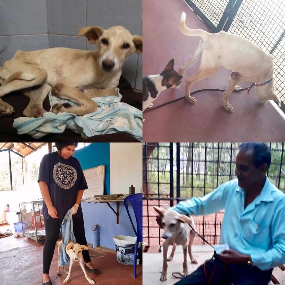 Special Story Our team rescues and treats many injured and sick animals every day. It is great to see them get better with our help. Dobby came to us during the Christmas period.