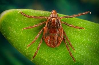 Mosquito-borne diseases West Nile virus Equine encephalitides