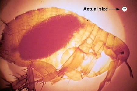 Flea-borne diseases Plague Tick-borne diseases Lyme disease