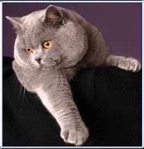 Solaces British Shorthair Cattery Breeding British Shorthairs in a variety of colours including : Blue, Blue & White Bi-colour, Cream, Blue Tortie, Black Tortie, and Colourpoints.
