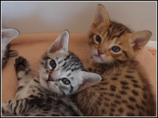 Zayenah Ocicats Gorgeous spotted lounge room leopards Ocicats are bred specifically to look like a wild cat.