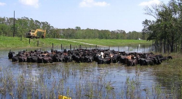 What livestock to evacuate is something one should give a lot of consideration.