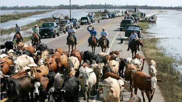Agriculture professionals will be on staff at the EOC to handle the livestock recovery effort.
