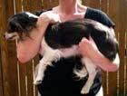 Hand between front legs Medium dogs Cradle arms around chest and