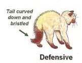 cats Allow cat time to calm down Use double thick or armored gloves