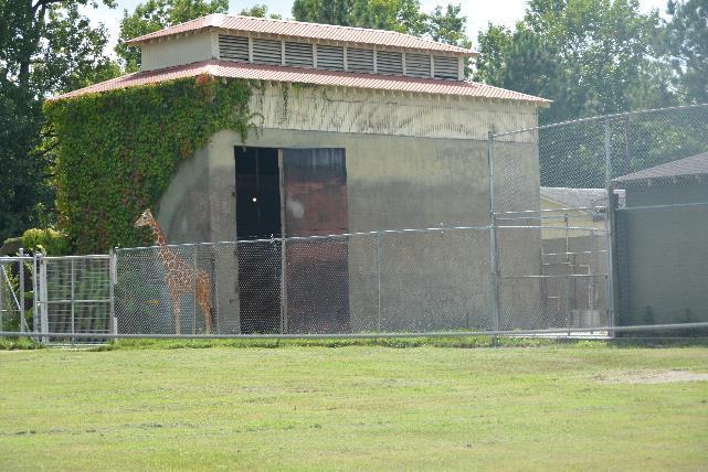TWO Fast Facts ADULT GIRAFFE USDA also conducted a separate audit at the request of the Baton Rouge Zoo into the giraffe deaths They found no non-compliant items