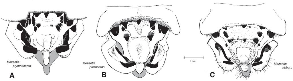 282 Fig. 1. Mezentia proracerca, habitus.