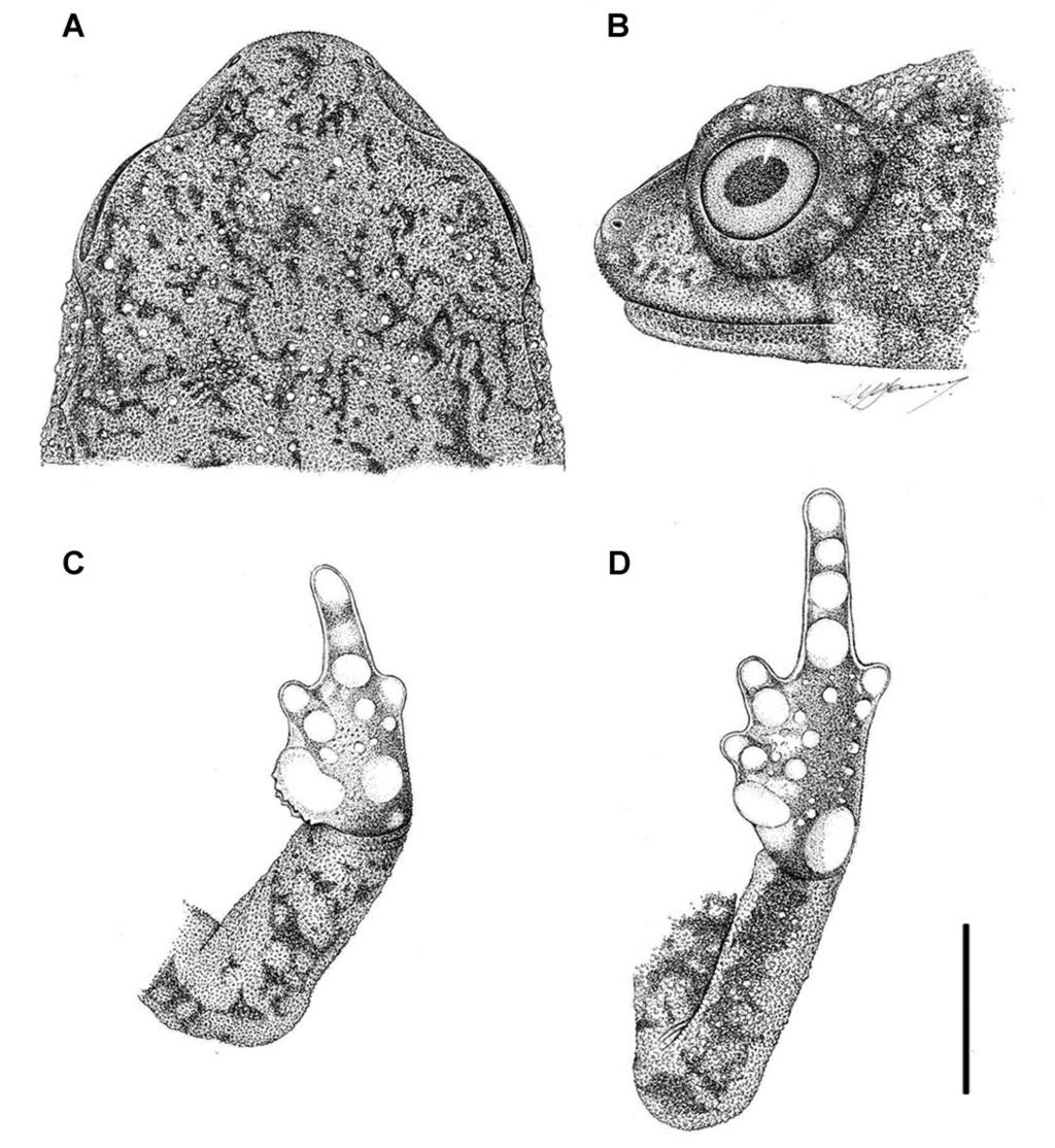 10 AMERICAN MUSEUM NOVITATES NO. 3762 FIG. 4. Melanophryniscus setiba. Holotype (CFBH 17036, male). A. dorsal and B. lateral views of head; ventral views of C. hand and D. foot.
