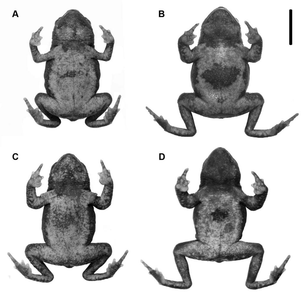 2012 PELOSO ET AL.: NEW SPECIES OF MELANOPHRYNISCUS 11 FIG. 5. Ventral pattern variation in Melanophryniscus setiba, A. CFBH 15739 female; B. CFBH 15745 male; C. CFBH 15733 male; and D.