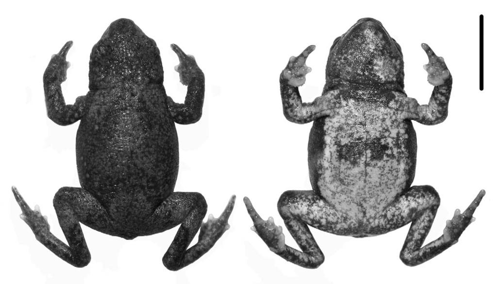 0 mm (CFBH 15745, paratype). FIG. 3. Melanophryniscus setiba.