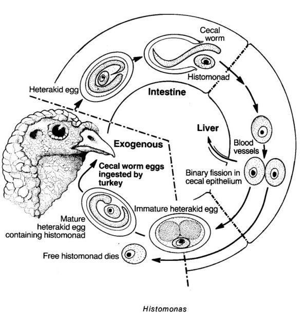 Histomoniasis (Blackhead) Life cycle Pathogenicity - Hosts (Turkey of any age) - Bacterial flora - Vectors Clinical manifestation and pathology Diagnosis -