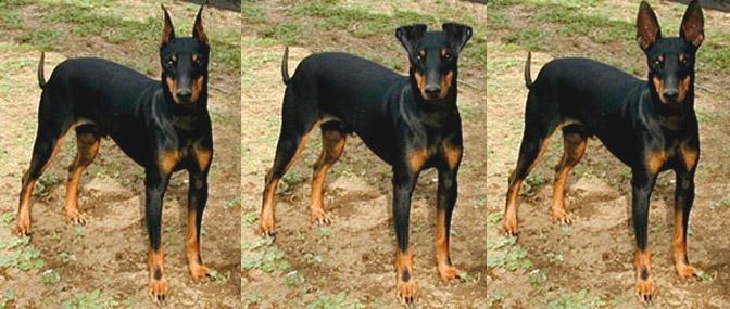The Manchester Terrier: Description and History: Description: The Manchester is a hardy and long-lived breed. They are very adaptable and make an excellent and devoted companion for most people.