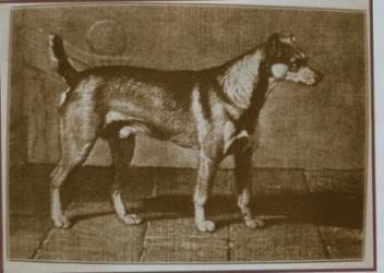 History and Development of the Manchester Terrier: As with most of the Terrier breeds, the Manchester Terrier sprang from the British Isles; in his case, central England.