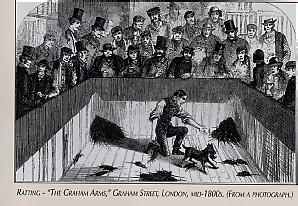 By 1827 the breed's vermin-killing prowess was notorious. The Manchester proved he could tackle, with silent determination, an opponent twice his size.