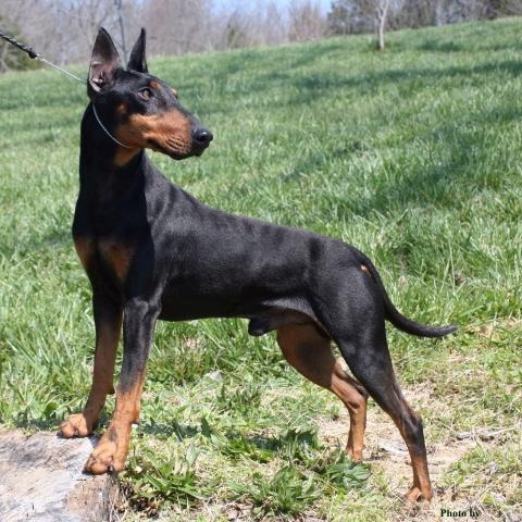 America, by 1952 the Manchester Terrier Club of America (Standards) was without organized breed representation.