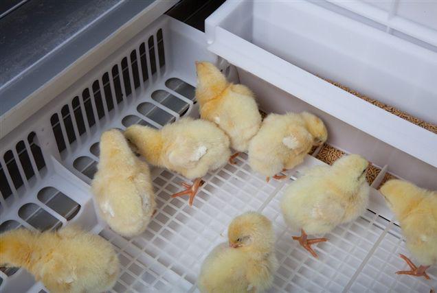 At slaughter age, broilers are harvested automatically with the use of the litter belts on which the broilers are housed. Ventilation, heating, and humidification are controlled automatically.