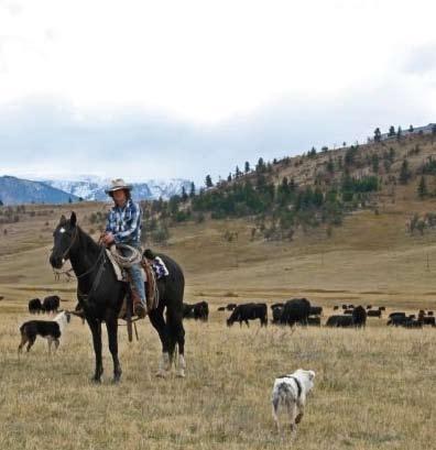 Defenders of Wildlife 5. Increasing Human Presence: Range Riders and Herders Livestock losses from wolves often occur when the producer is unaware that there is a wolf pack nearby.