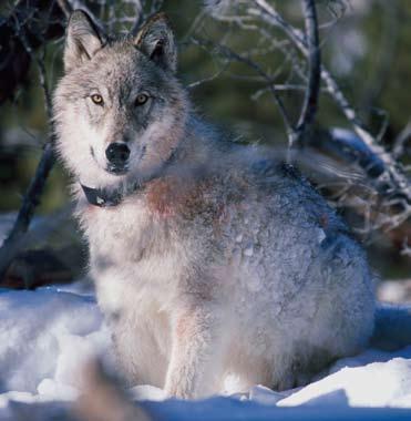 Defenders of Wildlife The RAG box can be effective both as a device to interfere with wolf behavior and as an alarm system that can alert nearby range riders or herders, who can then look for wolves,