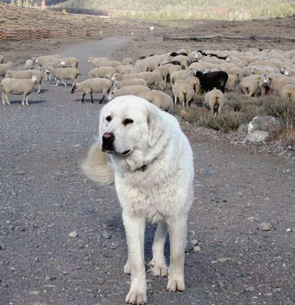 However, wolf managers in the northern Rockies typically advise supporting livestock guarding dogs with a human presence, such as a herder or rider who can add other methods as necessary to scare