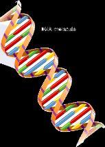 What does DNA look like? It is shaped like a twisted ladder called a doule helix. There are 2 long strands the sugar-phosphate ackones.