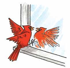 Like the cardinal, these finches are seed eaters, which you can tell by their short, thick