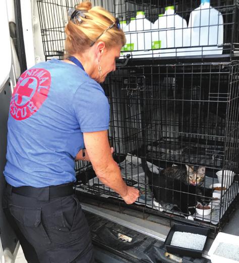 With SNR, community cats brought to a shelter by animal control officers or citizens are spayed or neutered, vaccinated, eartipped (the universal sign of TNR), and returned to their outdoor home.
