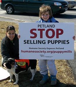 from puppy mills Some puppies ordered using auction website the Pet Board of Trade More than 60% inspection reports = serious violations including