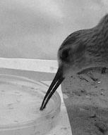 (B) Use of distal rhynchokinesis to grip a prey in the water column by a dunlin in the laboratory (B).