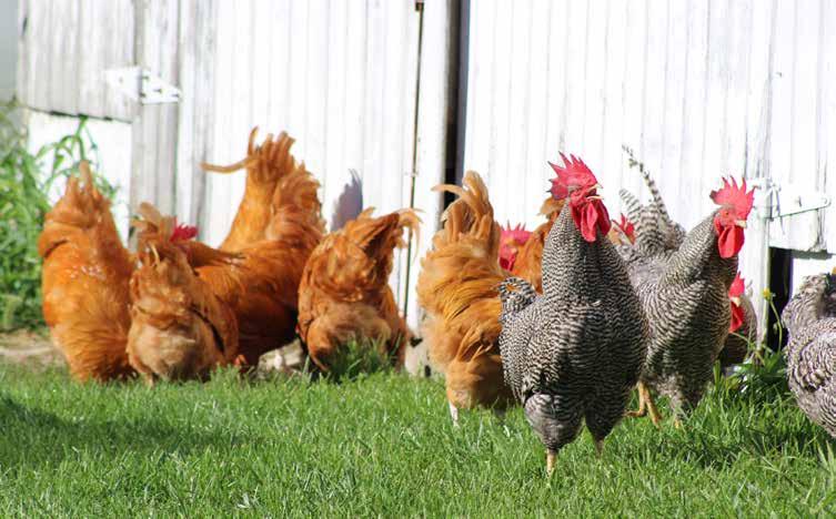 Specialty ingredients in performance focused Pen Pals Chicken Products benefit your backyard flock by supporting production of wholesome, healthy and stress-free birds.