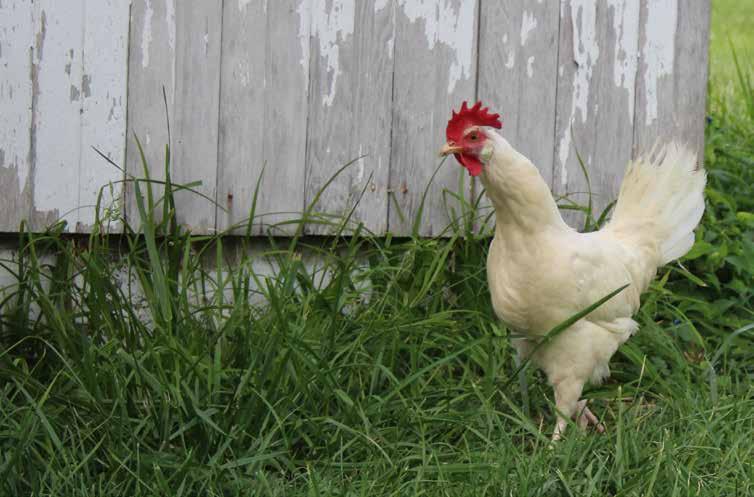 Breed Selection A variety of chicken breeds exist and each have characteristics that vary, distinguishing them by size, feather colors, number of toes, average weight and more.