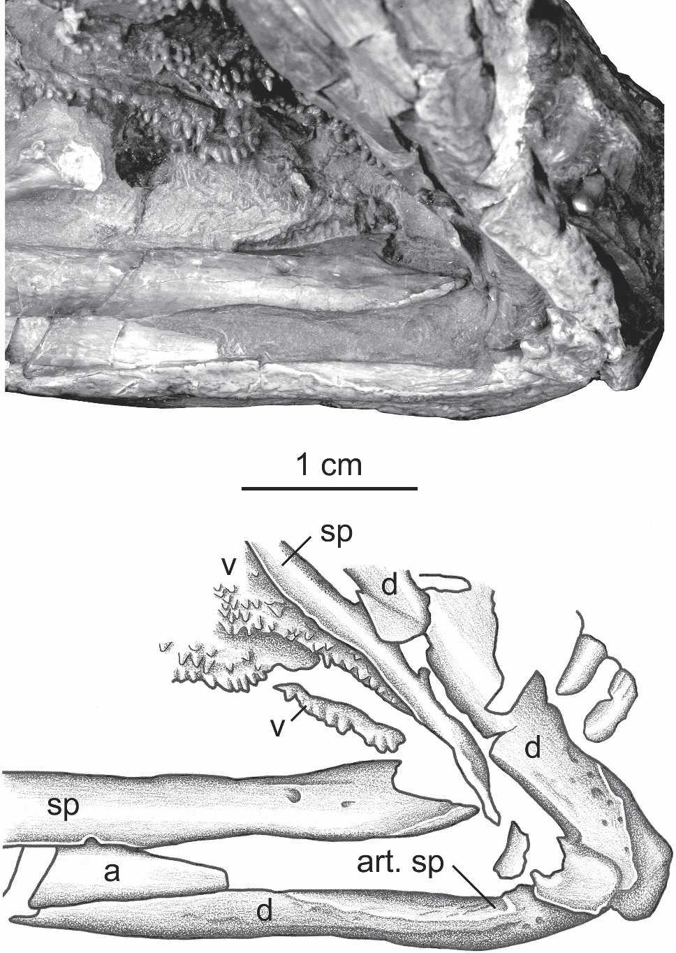 858 JOURNAL OF VERTEBRATE PALEONTOLOGY, VOL. 26, NO. 4, 2006 exoccipitals have both a medial and a lateral projection, of which the medial is more extensive.