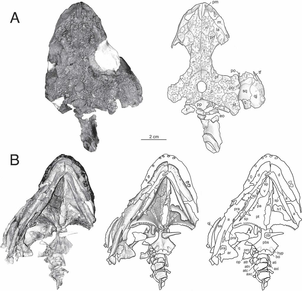 852 JOURNAL OF VERTEBRATE PALEONTOLOGY, VOL. 26, NO. 4, 2006 FIGURE 2. Skull of Macroleter poezicus (PIN 4543/3). A, dorsal view; B, ventral view.