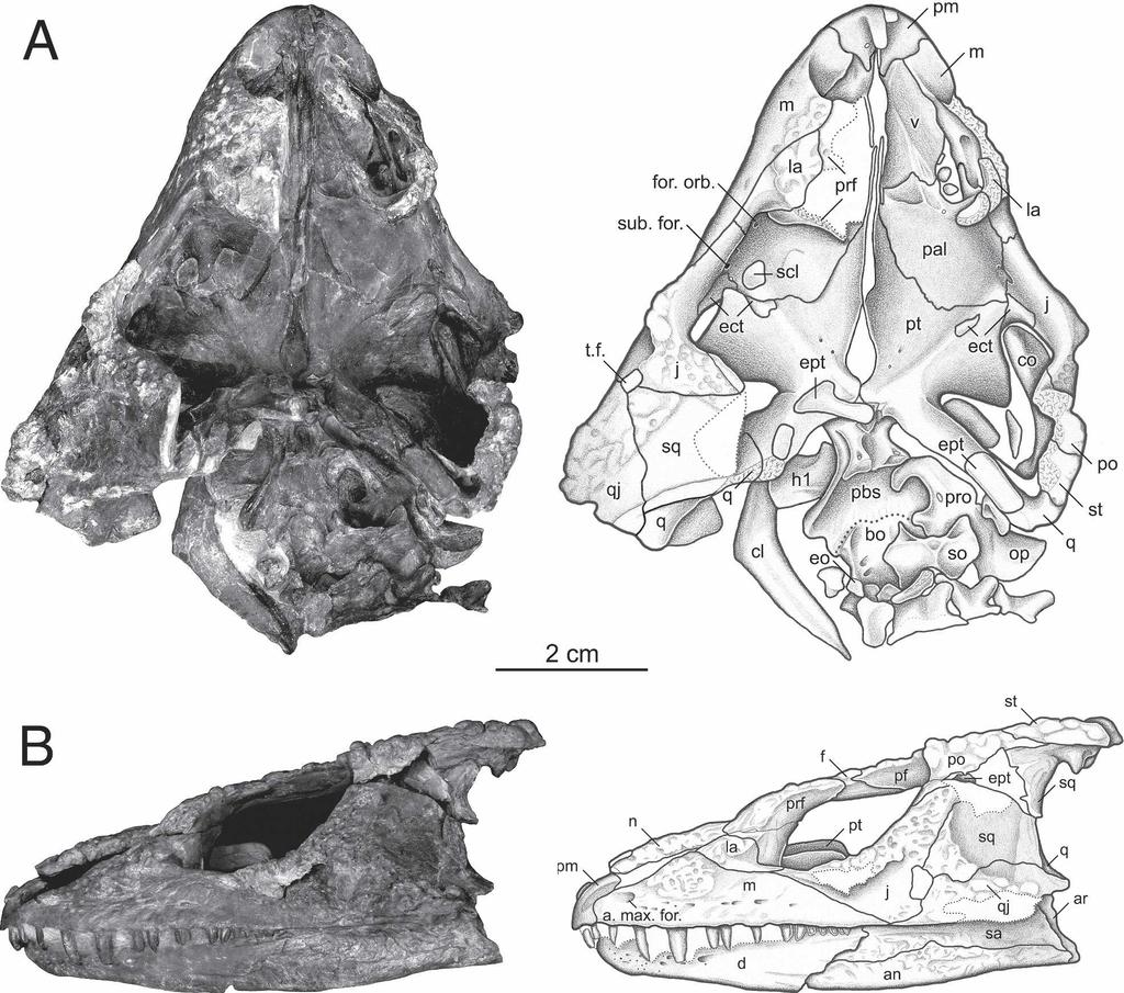 TSUJI CRANIAL ANATOMY OF MACROLETER 853 FIGURE 3. Skull of Macroleter poezicus (PIN (uncataloged)). A, dorsal view; B, left lateral view.