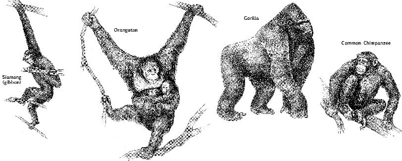 This group includes the marmosets, monkeys (Fig. 2) and apes (Fig. 3). Figure 2. Examples of various anthropoid monkeys. Figure 3.