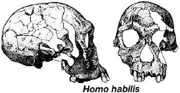 LSC 294 Dinosaurs! Page 6 Origin of Homo The genus Homo is characterized by an increased brain size, decreased jaw and tooth size, and decreased sexual dimorphism.