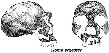It is also the earliest hominid to be associated with stone tools. H. habilis most likely evolved directly into or gave rise to H. ergaster, a slightly younger (1.9 mya), larger-brained species.