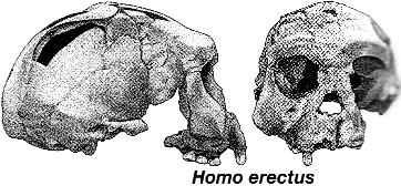 erectus was the first hominid to leave Africa about 1.8 mya and spread to Europe and Asia. H. erectus (and H.