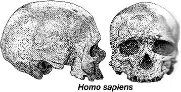 ergaster probably gave rise to H. heidelbergensis, which in turn gave rise to both H sapiens and H. neanderthalensis, the latter of which lived in Europe until about 30,000 years ago.